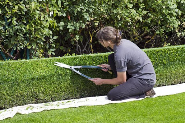 Shrub and Tree Planting