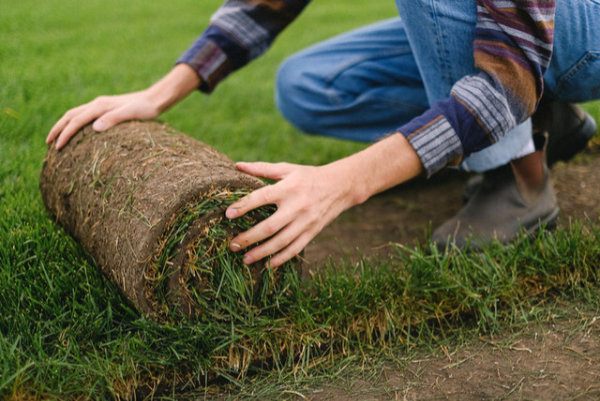 Installing Sod