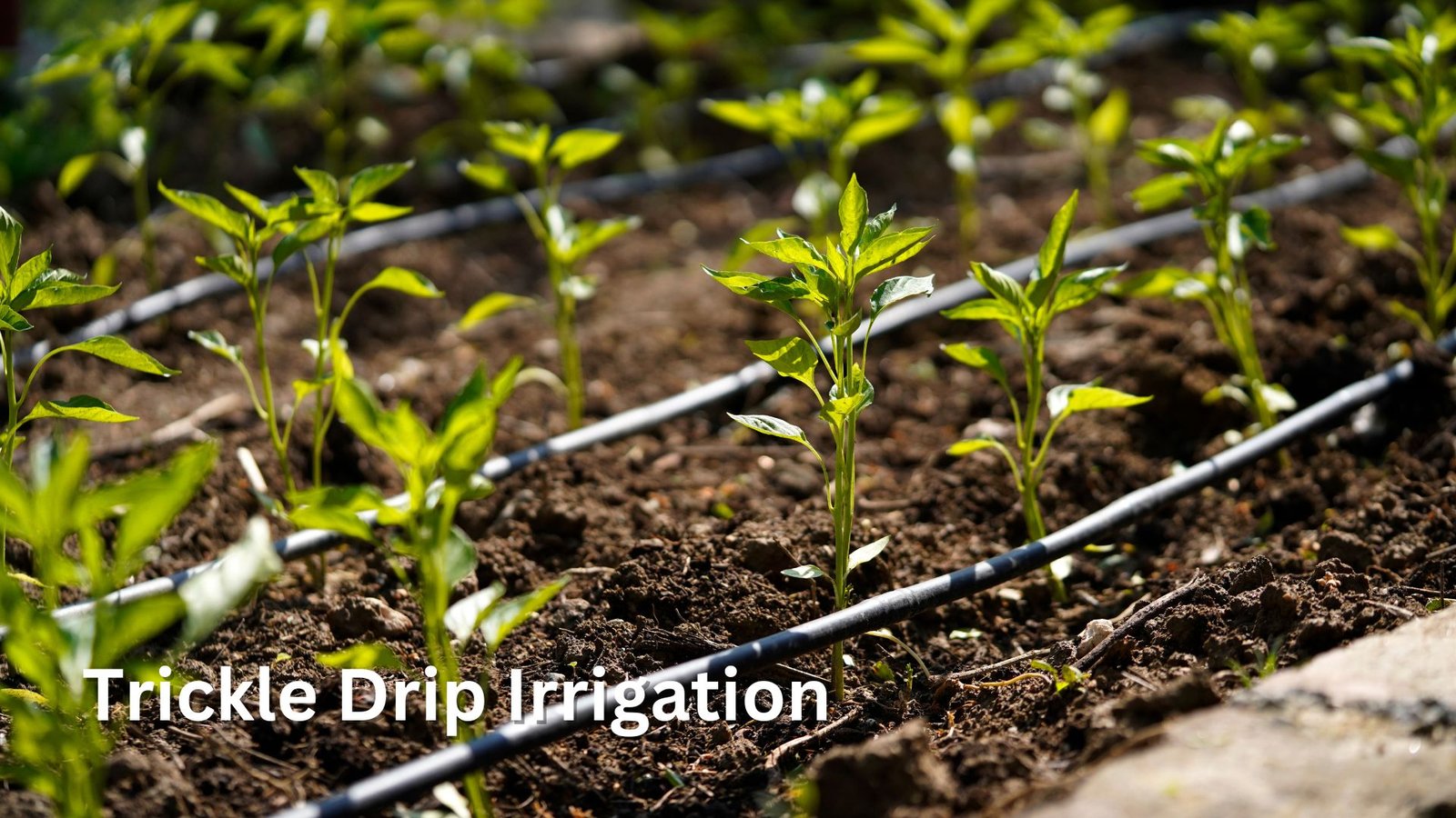 Trickle drip installation in garden